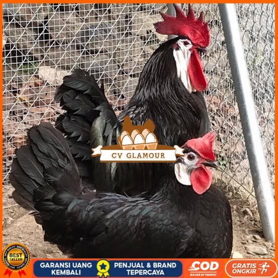 

Telur ayam white face spanish / telur ayam hias fertil siap cod CV GLAMOUR