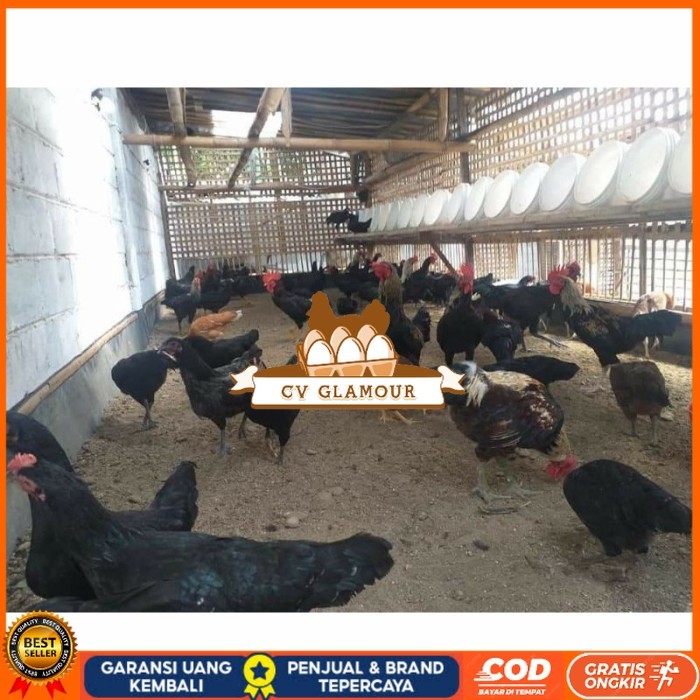 

Telur ayam KUB petelur handal fertil asli siap ditetaskan - telur ayam kub CV GLAMOUR