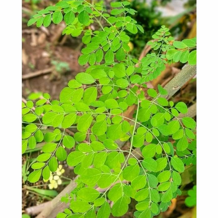 

Daun Kelor Segar 100 gram ready