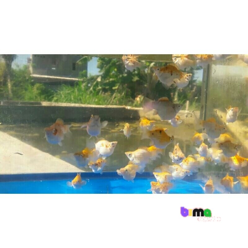 

ikan moly merpati thailand balon size dewasa M