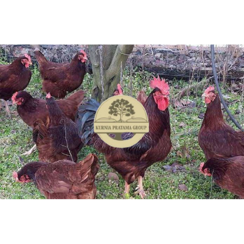 

TELUR FERTIL AYAM RIR PETELUR HANDAL UNTUK DITETASKAN KURNIA PRATAMA GROUP