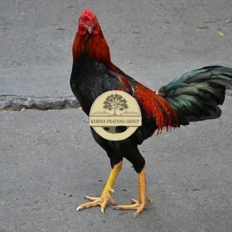 

Telur ayam bangkok pakhoy petarung aduan fertil untuk ditetaskan KURNIA PRATAMA GROUP