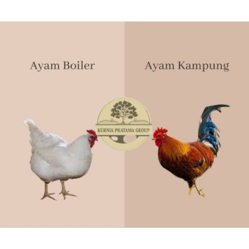 

TELUR TETAS AYAM JABRO SUPER UNTUK DI TETASKAN KURNIA PRATAMA GROUP