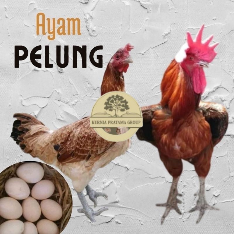 

telur ayam pelung jumbo super untuk di tetaskan KURNIA PRATAMA GROUP