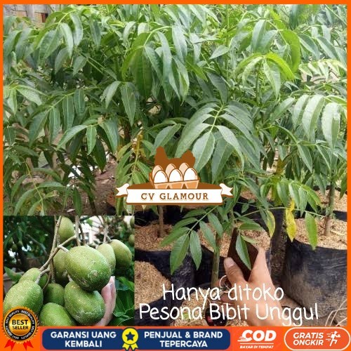 Bibit Kedondong mini Buah lebat Bibit Tanaman Super Unggul CV GLAMOUR