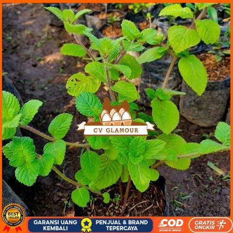 Bibit Cincau Hitam Asli | Bibit Tanaman Cincau Hitam Janggelan Bibit Tanaman Super Unggul CV GLAMOUR