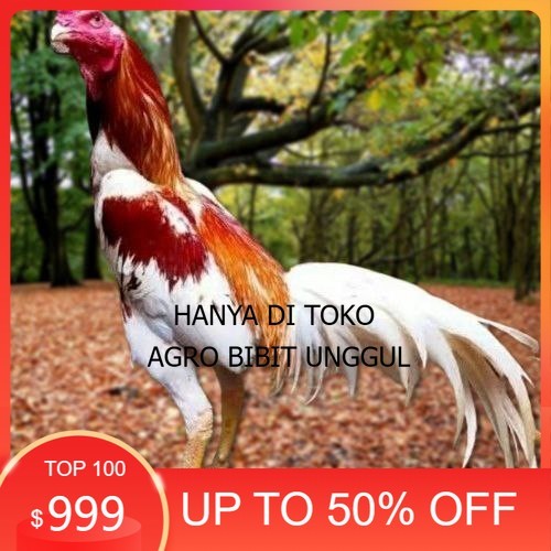 

Telur Ayam Pakhoy Bangkok Vertil Siap Di Tetaskan Jaminan Super Oiginal Bergaransi agro.bibit.unggul