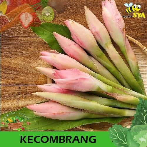 

Kecombrang Kencong Sayur Segar Bekasi Jakarta Timur Utara Selatan Pusat - 1 Pcs