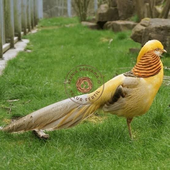 

Telur ayam hias ringneck yellow pheasant fertil asli KURNIA PRATAMA ID
