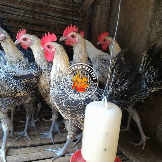 

Telur ayam arab siap ditetaskan - AYAM ARAB UD KURNIA PRATAMA