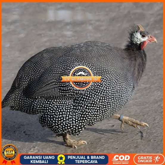 

Telur ayam mutiara / telur ayam hias / telur fertil siap tetas CV GLAMOUR ID