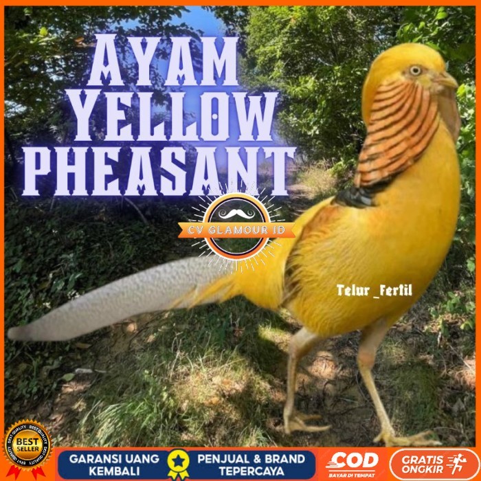 

telur ayam hias yellow pheasent untuk di tetaskan original berkualitas CV GLAMOUR ID