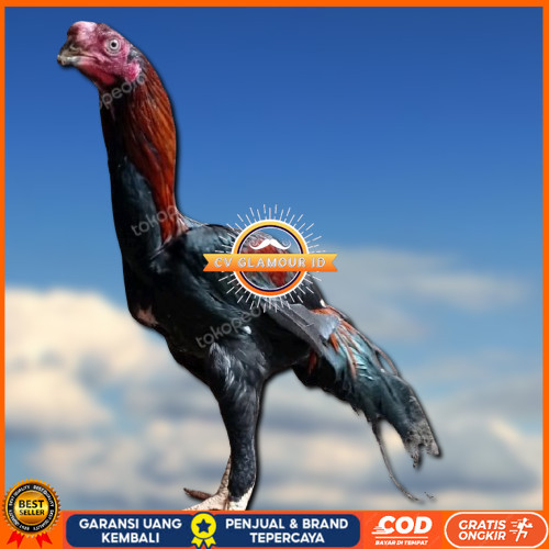 

4 BUTIR TELUR ASSEL HARGA KERJA!! CV GLAMOUR ID