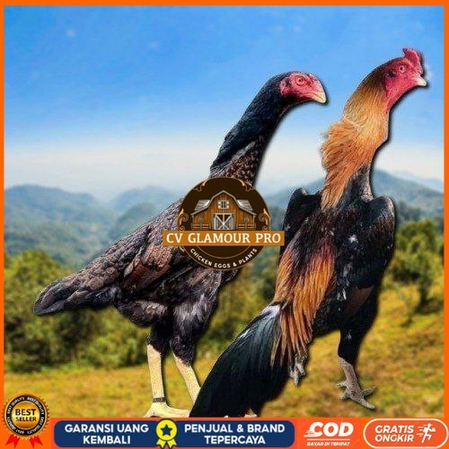 

telur tetas ayam shamo aduan jumbo CV GLAMOUR PRO