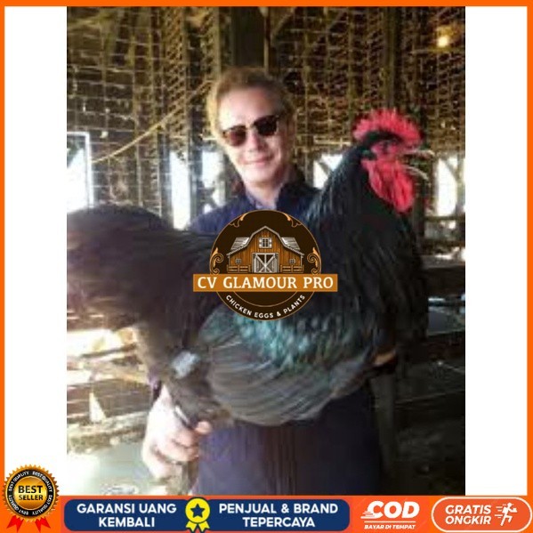 

TELUR AYAM LARMOD SUPER JUMBO RAKSASA UNTUK DI TETASKAN CV GLAMOUR PRO