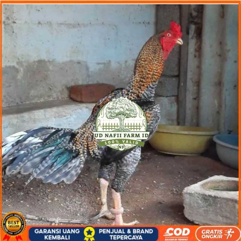 

TELUR AYAM HIAS PEDAGING URABA 2 UNTUK DI TETASKAN UD NAFII FARM ID