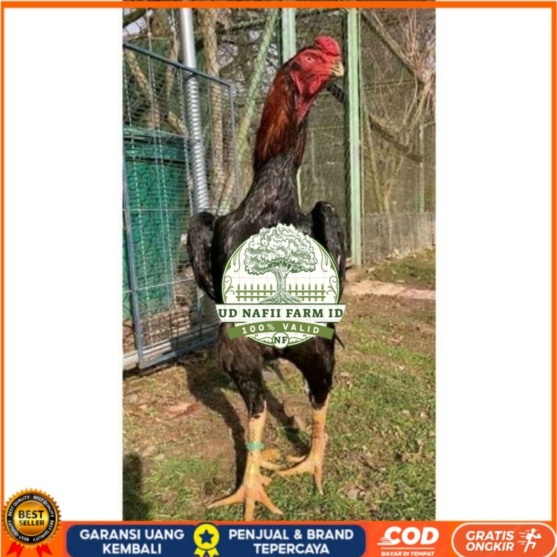 

TELUR AYAM RAINBOW UNTUK DI TETASKAN UD NAFII FARM ID