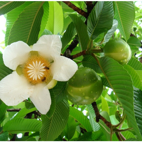 

AZ GelasKosong11 Daun Sempur I Simpu I Simpur I Sempu I Dillenia Pentagya I Simpor I Simpoh I Simpur I Bungkus Nasi