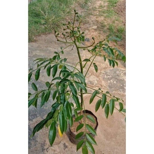 

[promo] bibit kedondong kondisi berbuah berkualitas ukuran 30-80cm terlaris terlaris