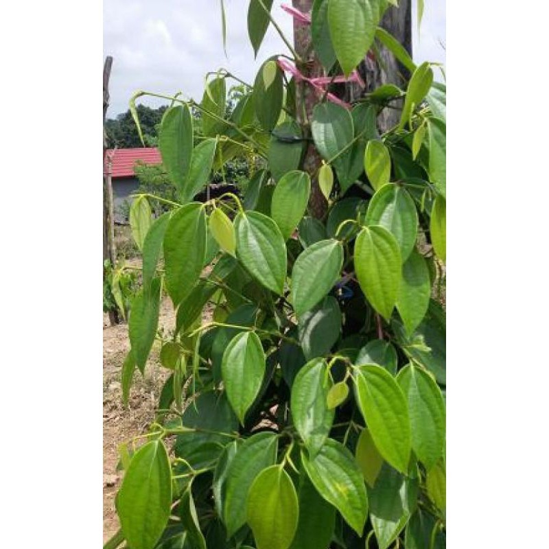 

Stek lada asli siap tanam perpcs