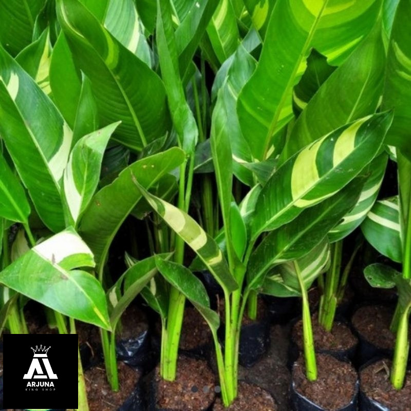 Tanaman Hias Pisang Helicornia Varigata Pisang Hias Berbunga