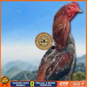 

telur ayam shamo original super garansi PRADITA BIBIT TANAMAN