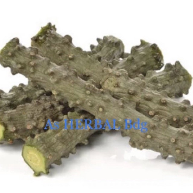 Batang brotowali / brotowali segar 500 gram