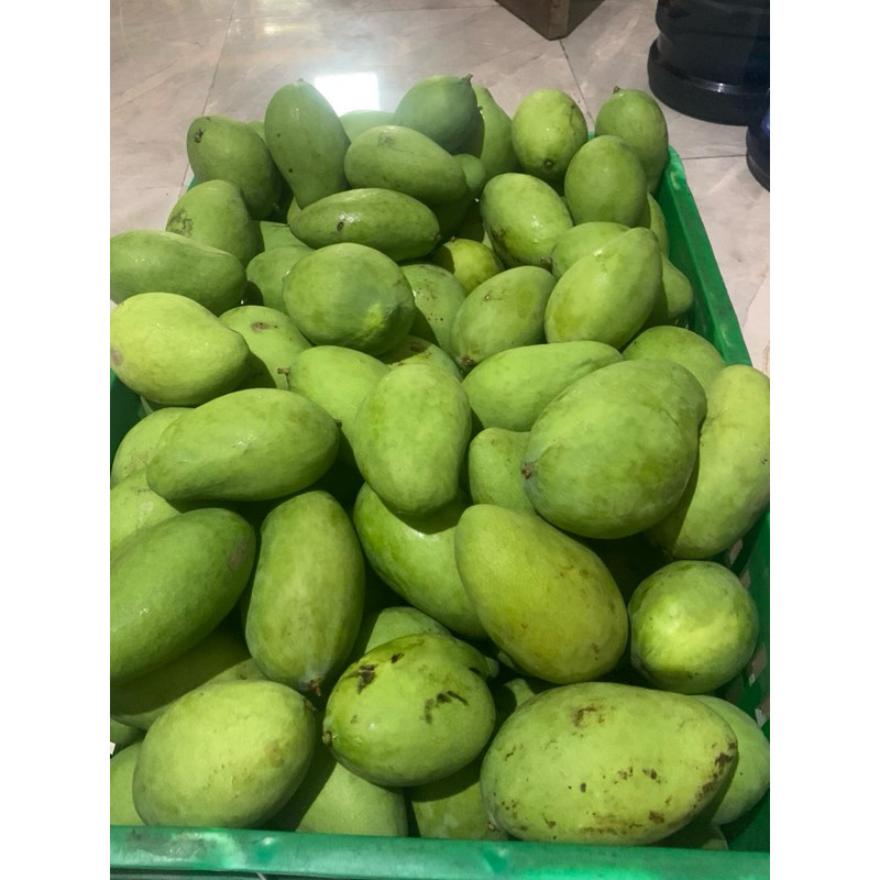 

ORI PREMIUM Mangga Muda Fresh Langsung Petik Pohon Pengiriman Tercepat