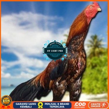 

TELUR BANGKOK RAJA FRESH FERTIL CV LIGHT PRO