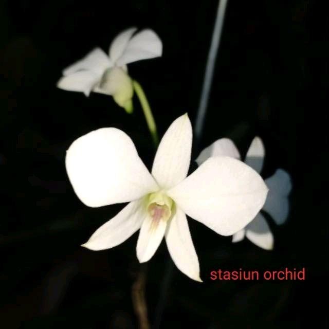 promo termurah anggrek dendrobium dewasa affine atau larat putih Kode 662 dewasa