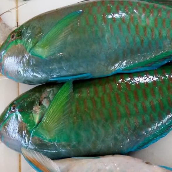 

Ikan Napoleon Hijau 500gr