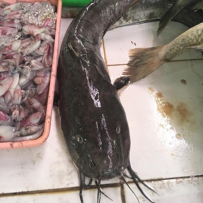 

Ikan Lele Laut 500gr