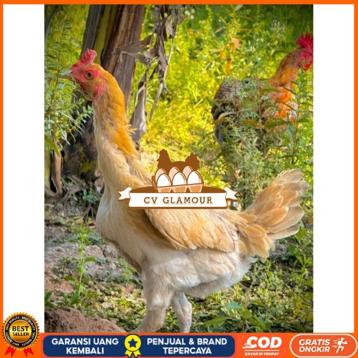 

ayam Plucker/Plakerr mewah(telur fertill) original berkualitas CV GLAMOUR
