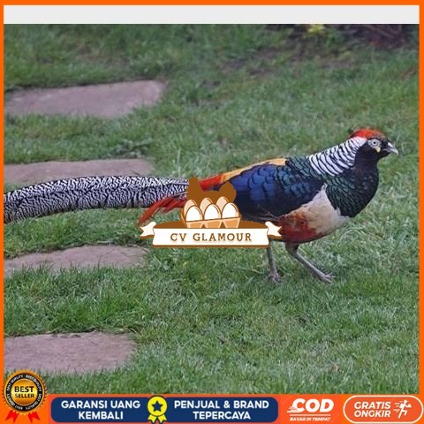 

Telur ayam hias ringneck lady red amherst pheasant fertil asli CV GLAMOUR