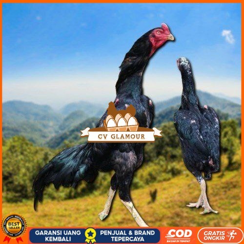 

Shamo Perfeck terlaris 100% CV GLAMOUR