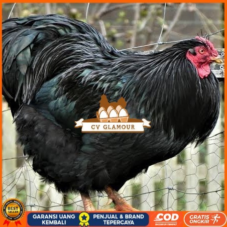 

Telur ayam black australorp / telur ayam hias / telur fertil siap cod CV GLAMOUR