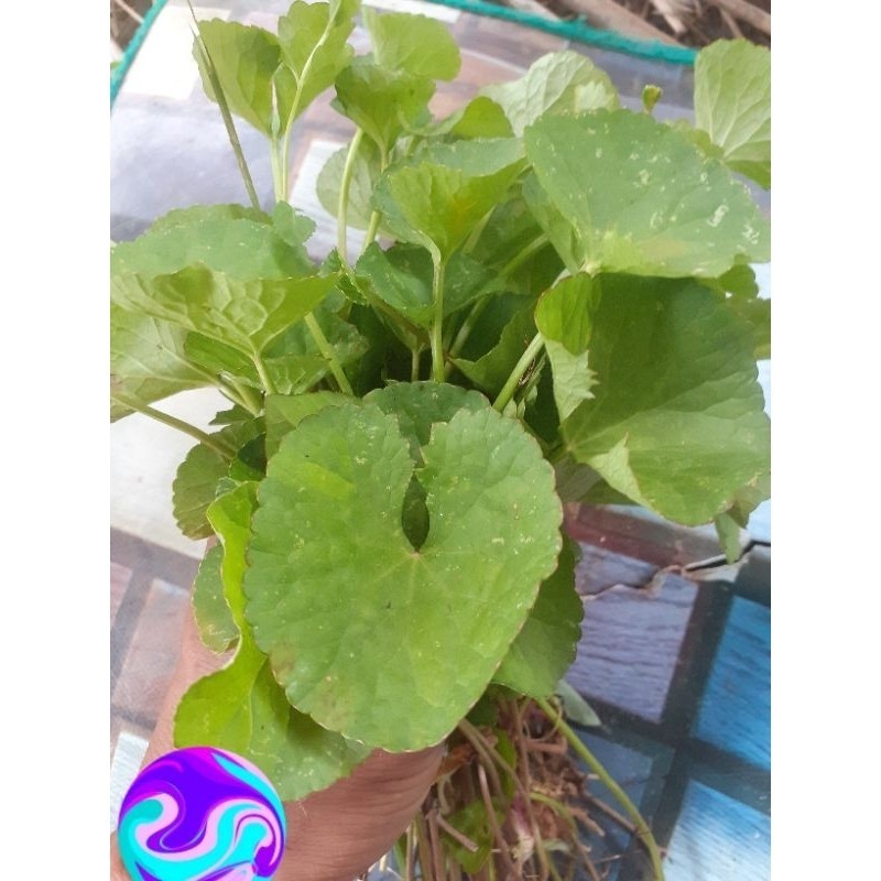 

promo Daun pegagan 400 gr' daun Antanan