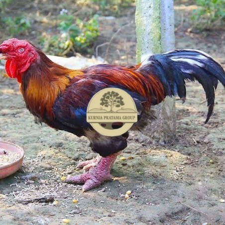 

Telur ayam dong tao / telur ayam hias / telur fertil siap cod KURNIA PRATAMA GROUP