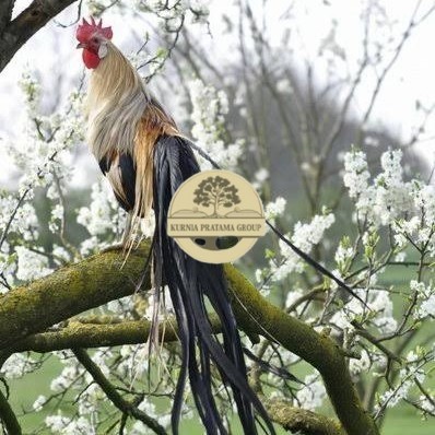 

Telur ayam phoenix onagadori / telur ayam hias fertil siap kirim KURNIA PRATAMA GROUP