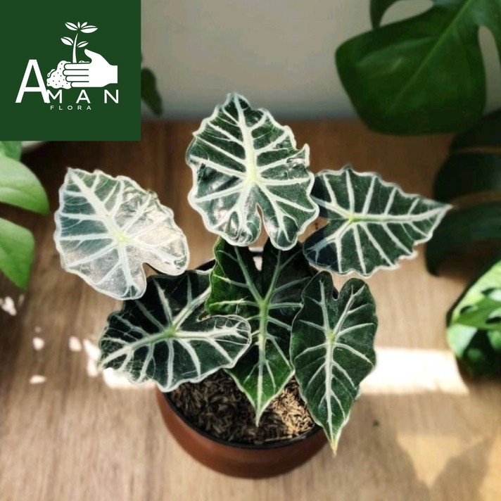 ` ( BISA COD ) Tanaman Hias Alokasia Parasol Bunga Hias Keladi Alocasia Parasol / Tanaman Indoor Alo