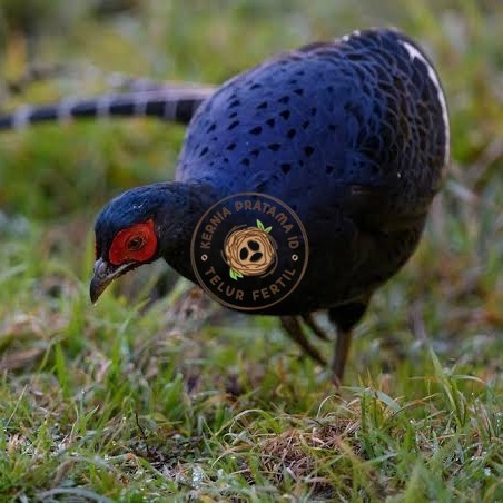 

Telur ayam hias ringneck mikado pheasant fertil bisa ditetaskan Langsung KURNIA PRATAMA ID