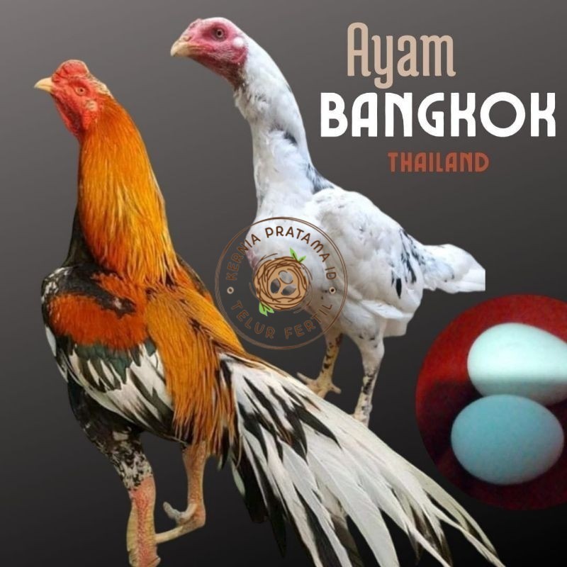 

telur ayam bangkok petarung bisa untuk di tetaskan KURNIA PRATAMA ID