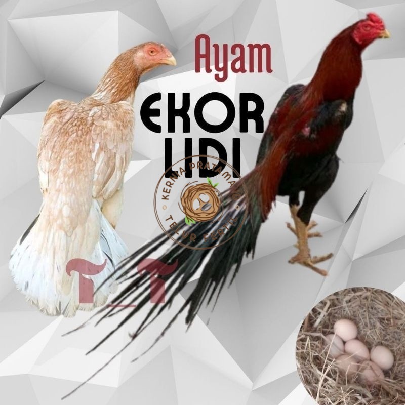 

telur ayam ekor lidi asli original bisa untuk di tetaskan KURNIA PRATAMA ID