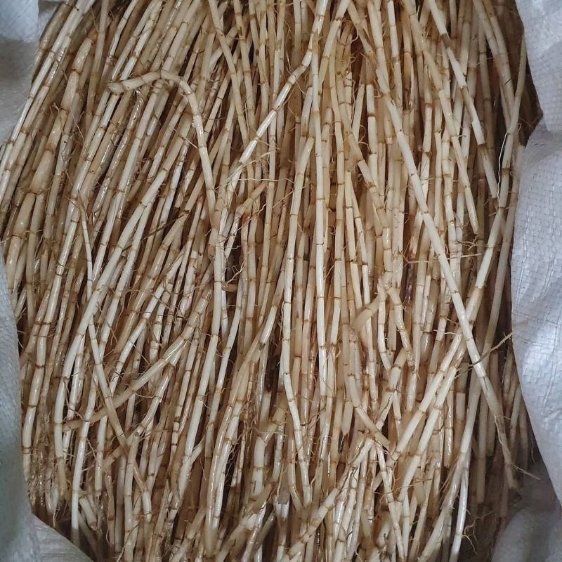 

Akar alang-alang (Imperata cylindrica) organik 100 gram