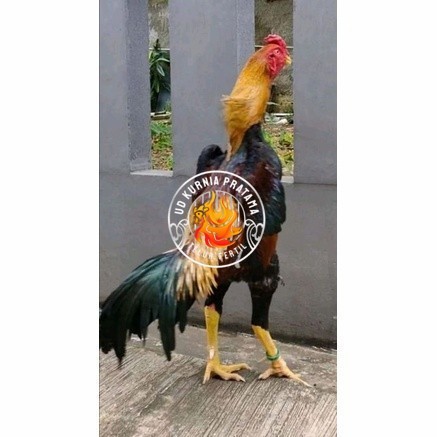 

Telur ayam bangkok shamo taiwan / ayam petarung aduan siap ditetaskan UD KURNIA PRATAMA