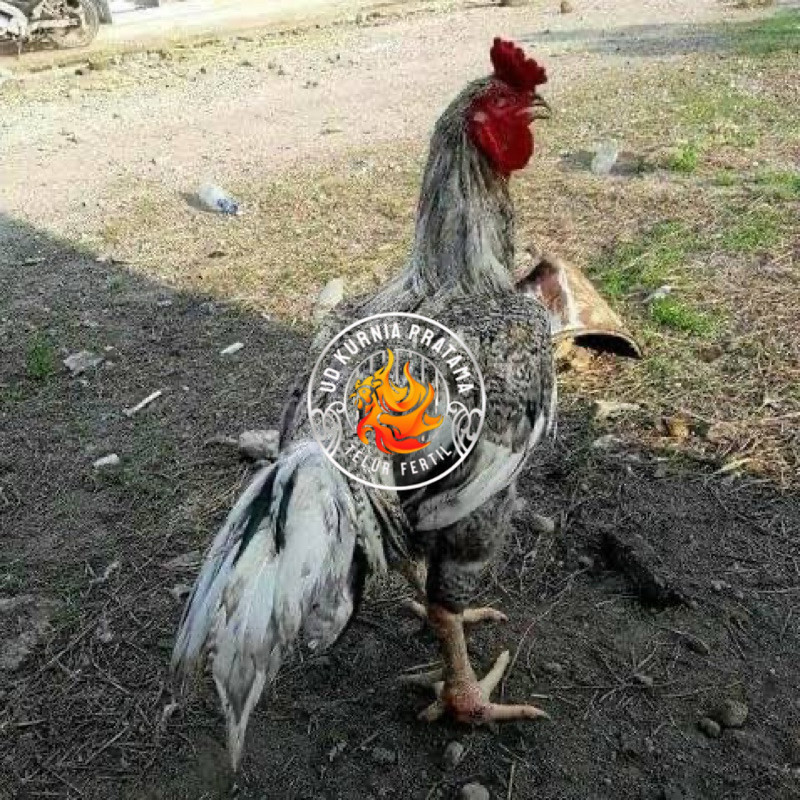

TELUR FERTIL AYAM GORILA F1 UNTUK DITETASKAN UD KURNIA PRATAMA