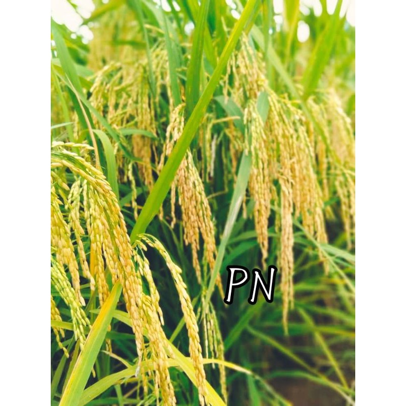 BENIH PADI NGAOS MAWAR 5KG ASLI