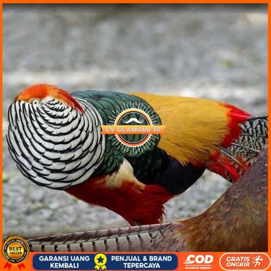 

Telur ayam hias ringneck lady red amherst pheasant fertil siap tetas CV GLAMOUR ID