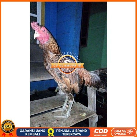 

ayam bulbi tampar tampar telur fertill terbaru CV GLAMOUR ID