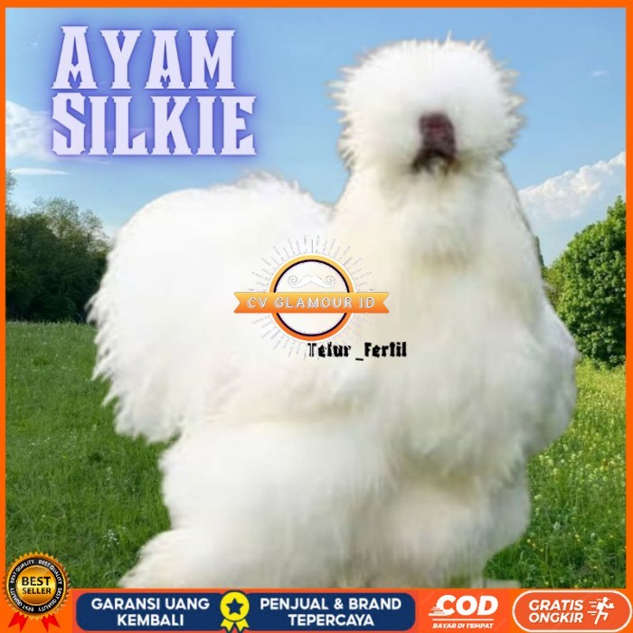 

telur ayam hias silkie bisa untuk di tetaskan original berkualitas CV GLAMOUR ID